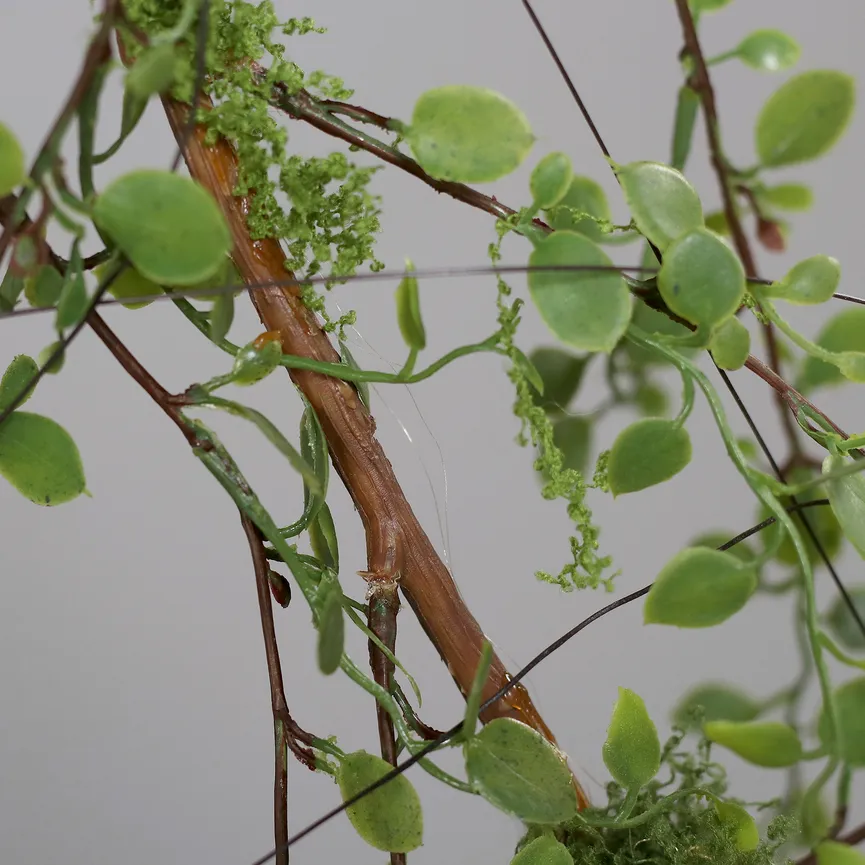 Mühlenbeckia-Hänger grün detail