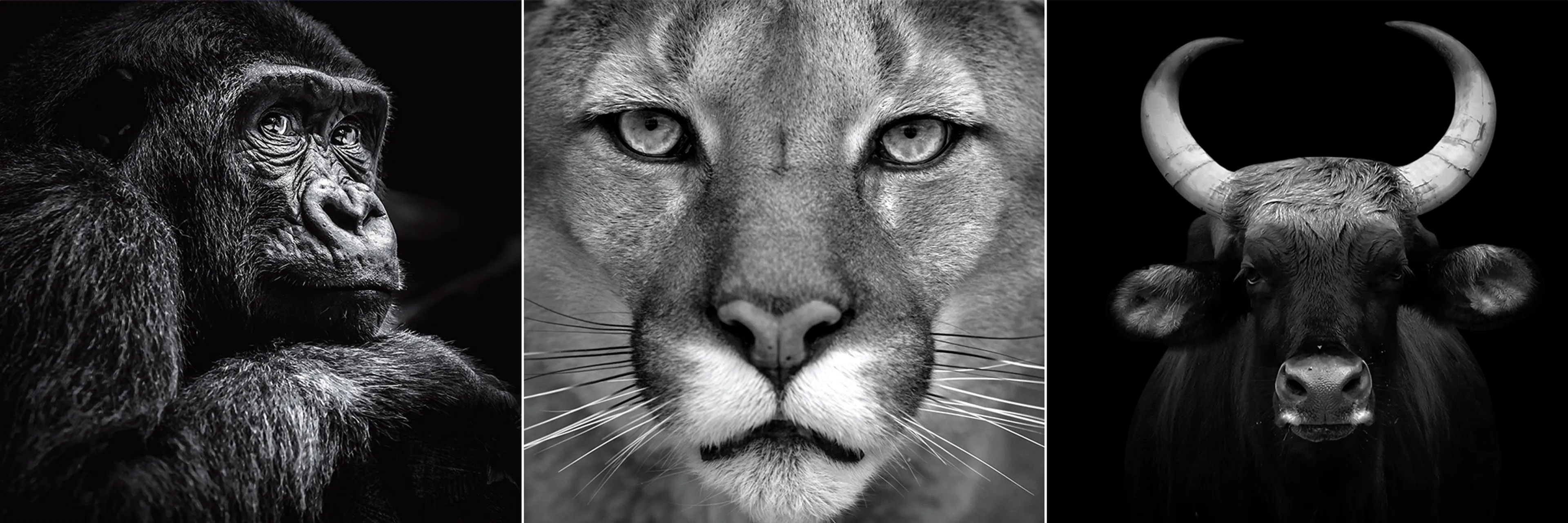 Glasbild 3tlg. Animal I
