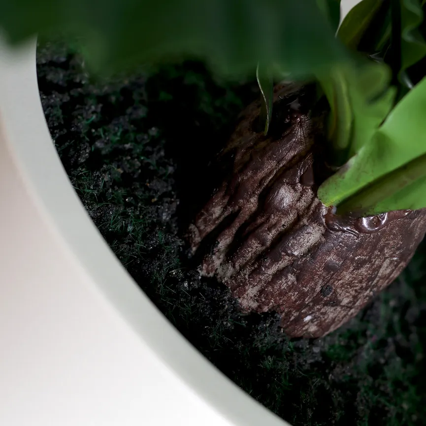 Nestfarn grün detail