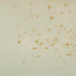 Creme material_farbe