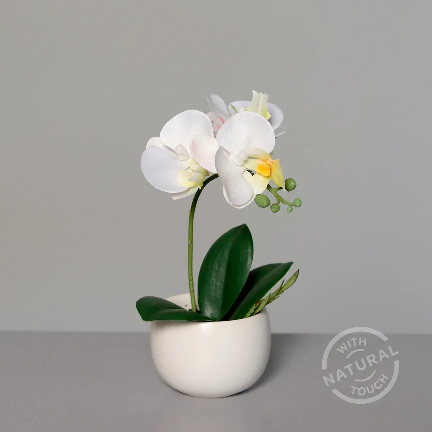 Orchidee creme milieu