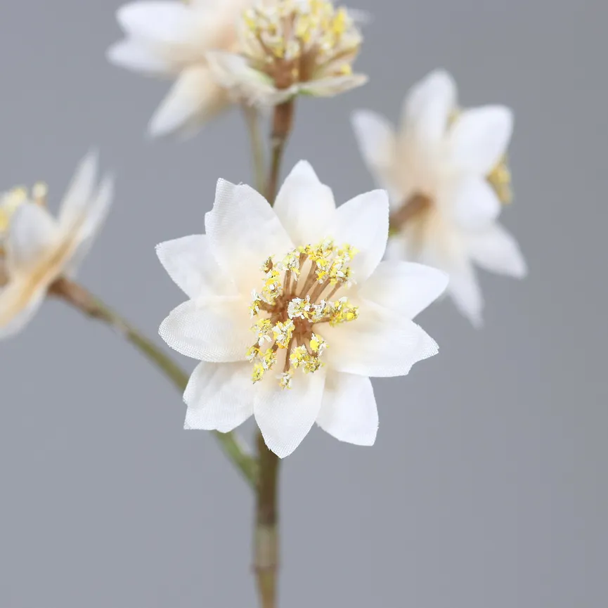 Astrantia creme detail