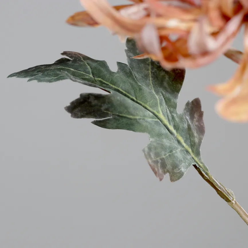 Chrysantheme honig detail