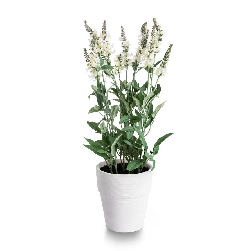 Lavendelbusch weiß hauptaufnahme