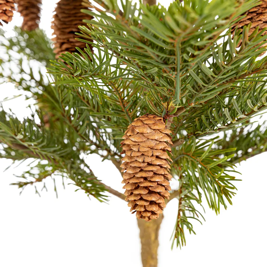 Tannenbaun "Nordmann" detail