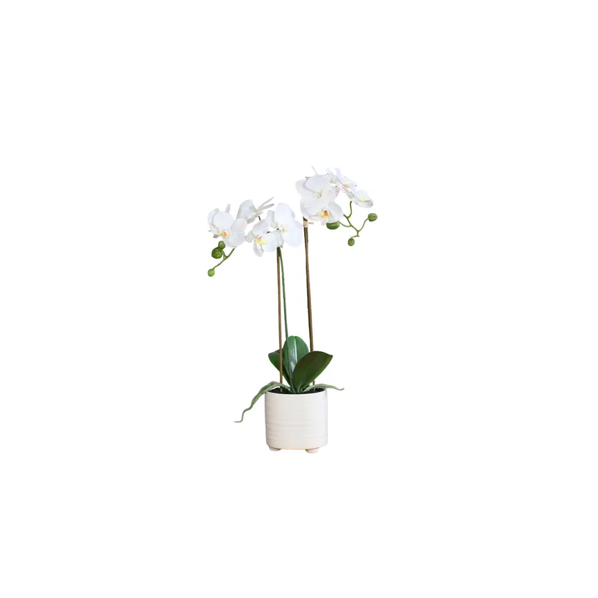 Orchidee creme hauptaufnahme