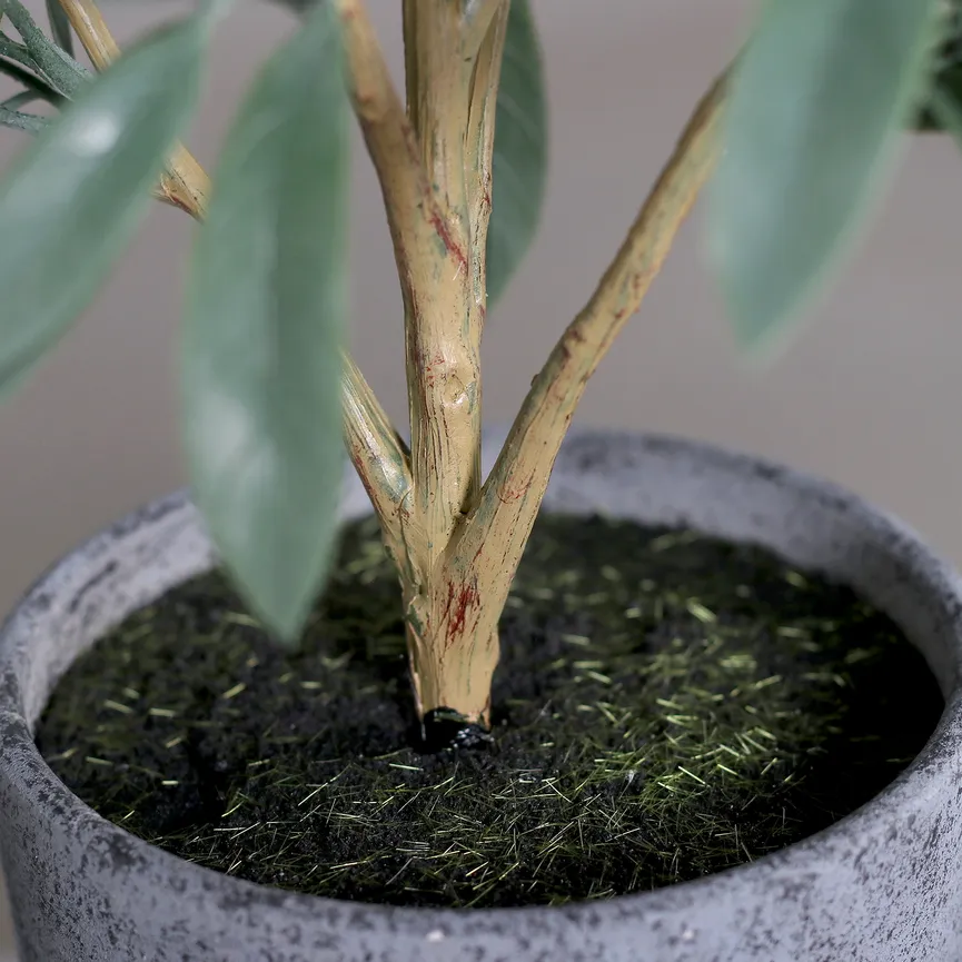 Olivenbaum grün detail
