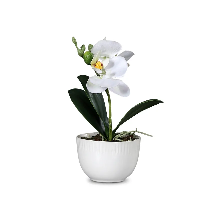 Orchidee creme XS hauptaufnahme