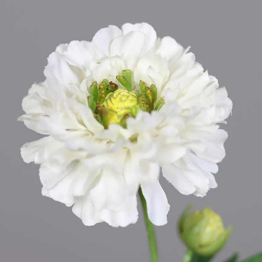 Ranunkel creme detail