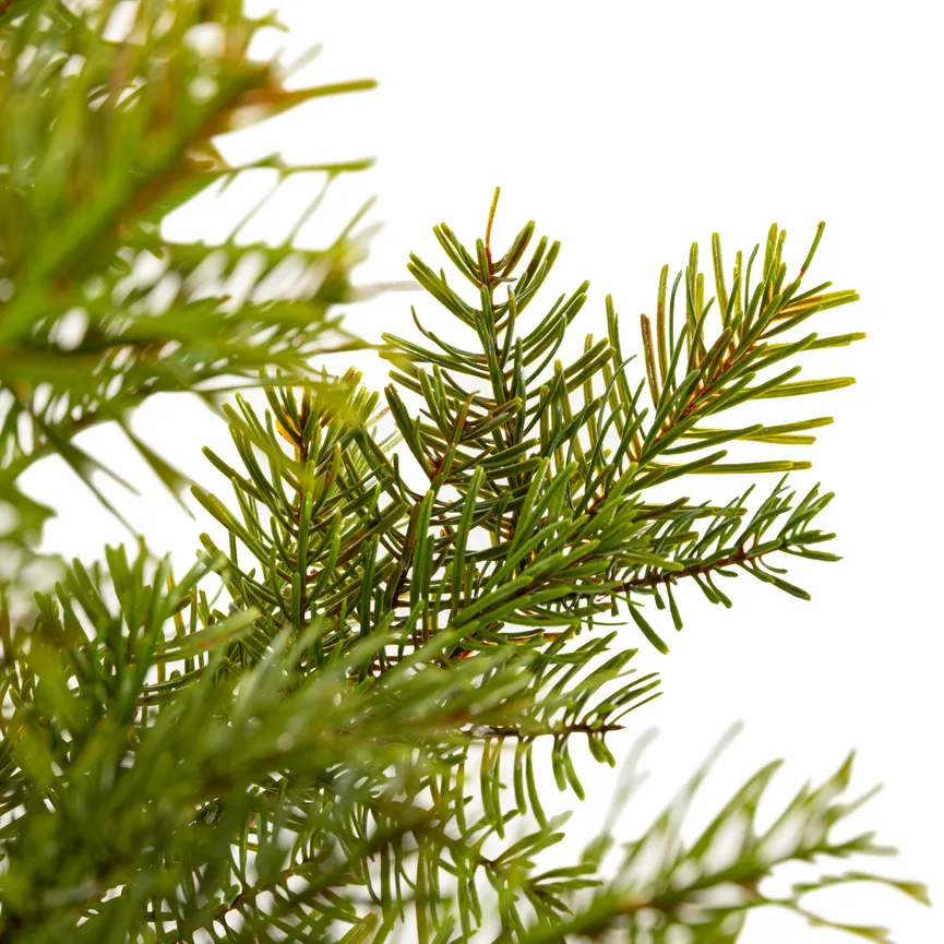 Tannenbaun "Nordmann" material_farbe