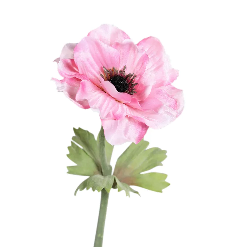 Anemone pink hauptaufnahme