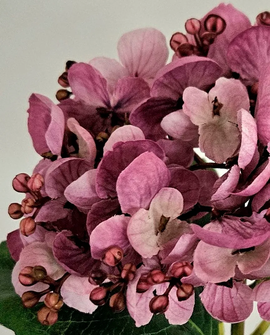 Hortensie flieder detail
