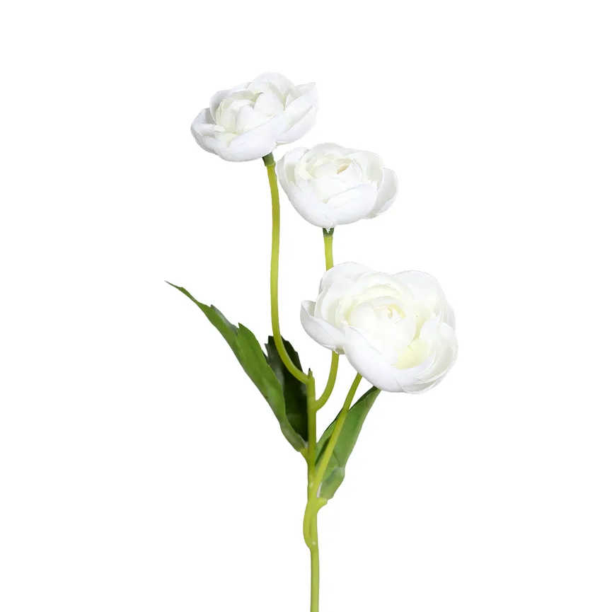 Ranunkel-Pick creme hauptaufnahme
