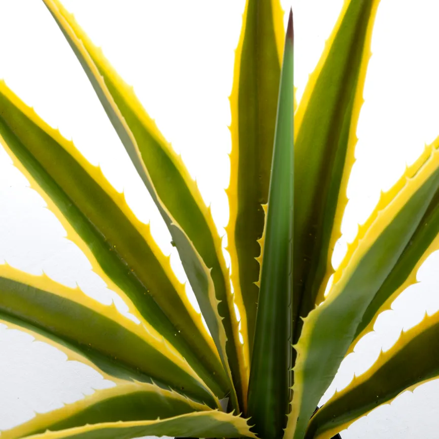 Agave M grün-gelb detail