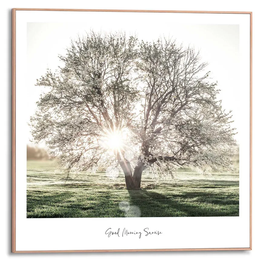 Bild gerahmt "Sunbeam Tree" hauptaufnahme