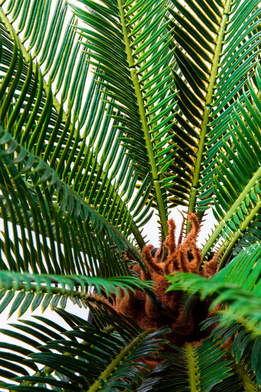 Deko Pflanze detail