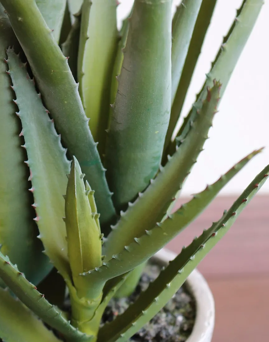 Aloe S grün detail
