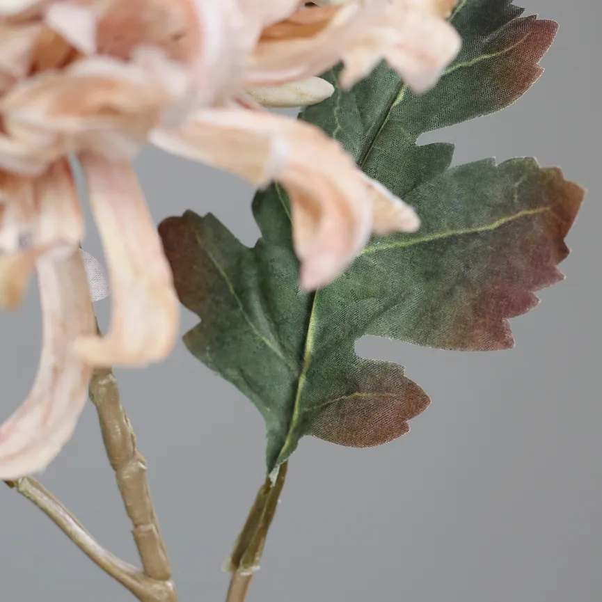 Chrysantheme dunkelcreme detail