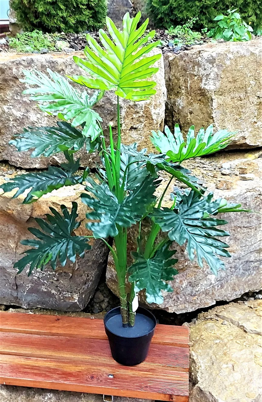 Philodendron L grün milieu