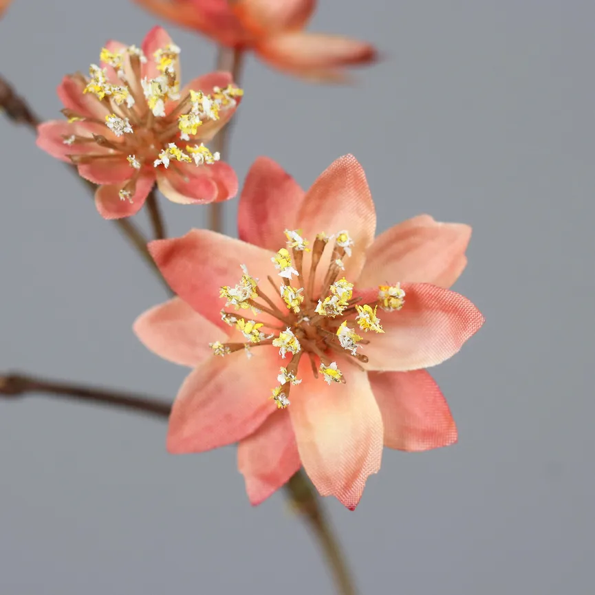 Astrantia apricot detail