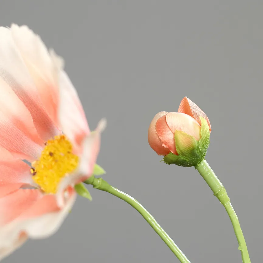 Cosmea apricot detail
