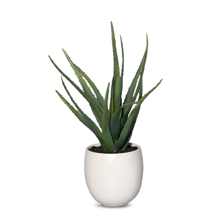Aloe Vera hauptaufnahme