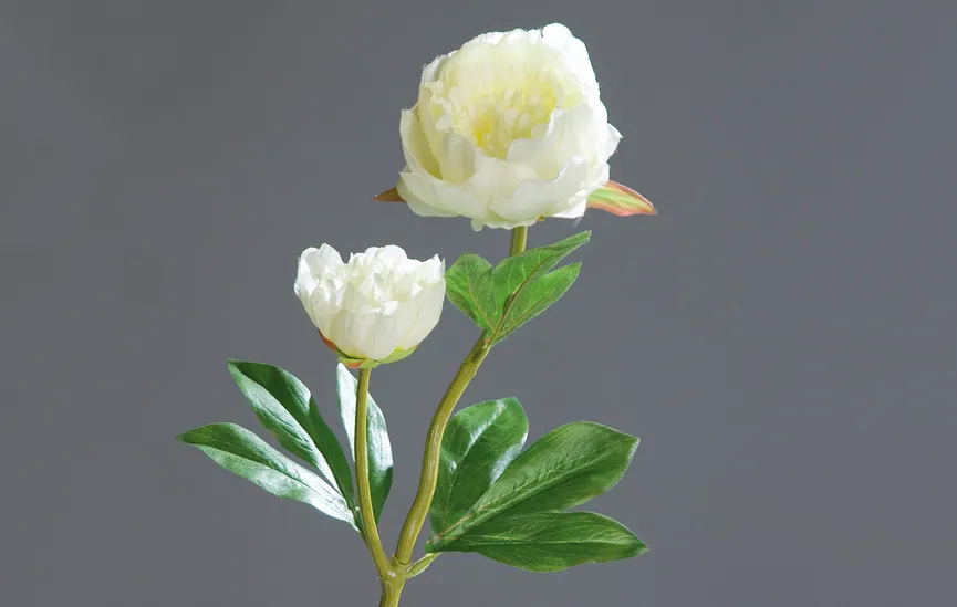 Päonie creme detail