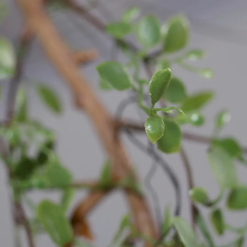 Mühlenbeckia-Hänger grün detail