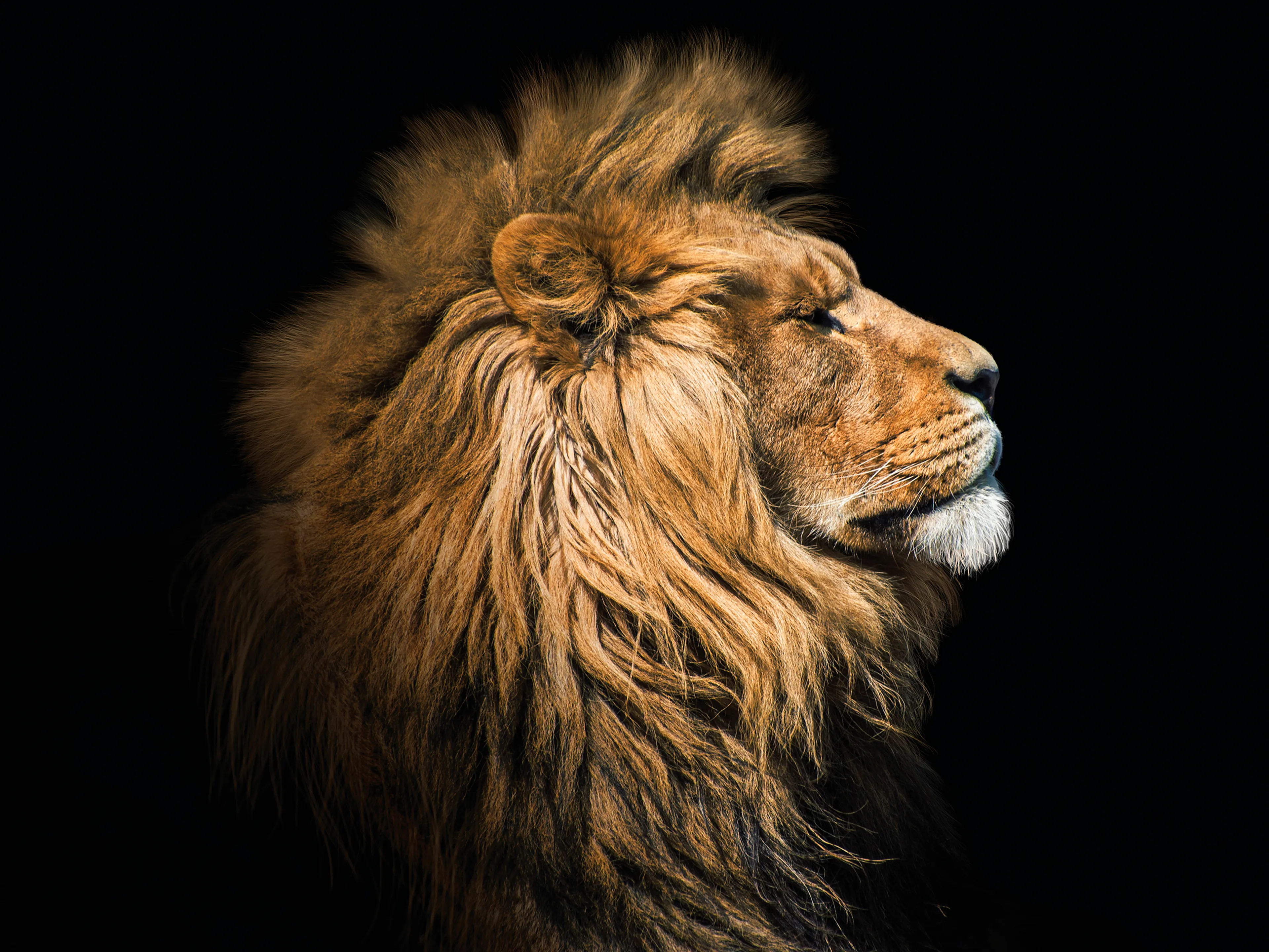 Glasbild 30 x 40 cm Lion III
