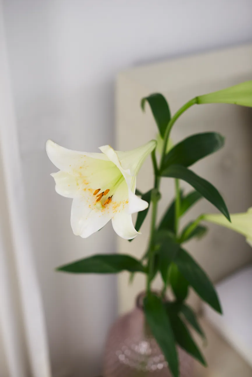 Vase "Poesia" viola XL milieu