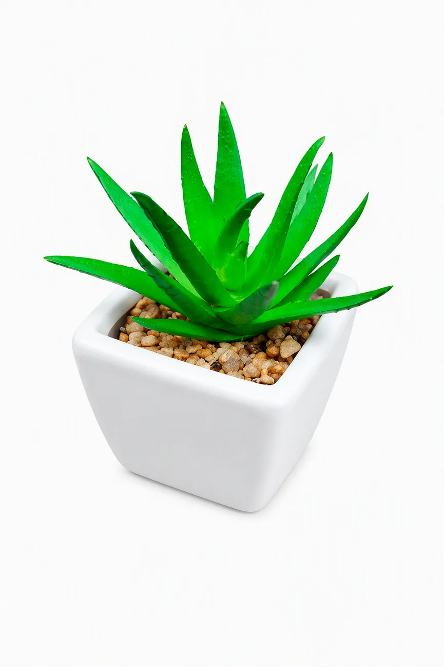 Minialoe grün hauptaufnahme