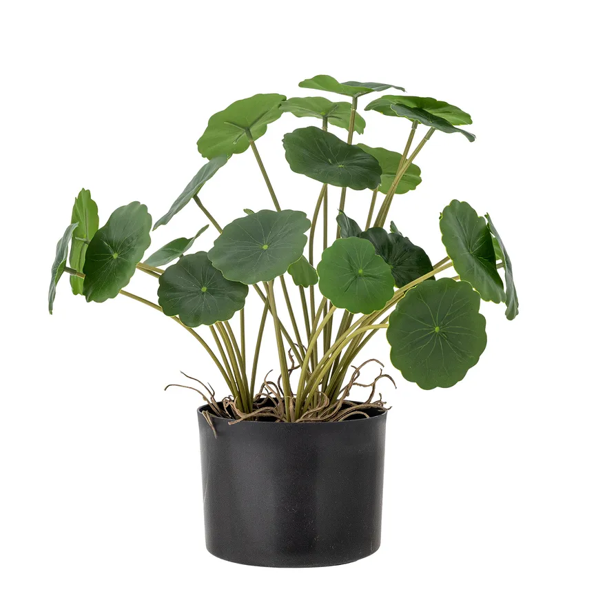 Copper grün hauptaufnahme