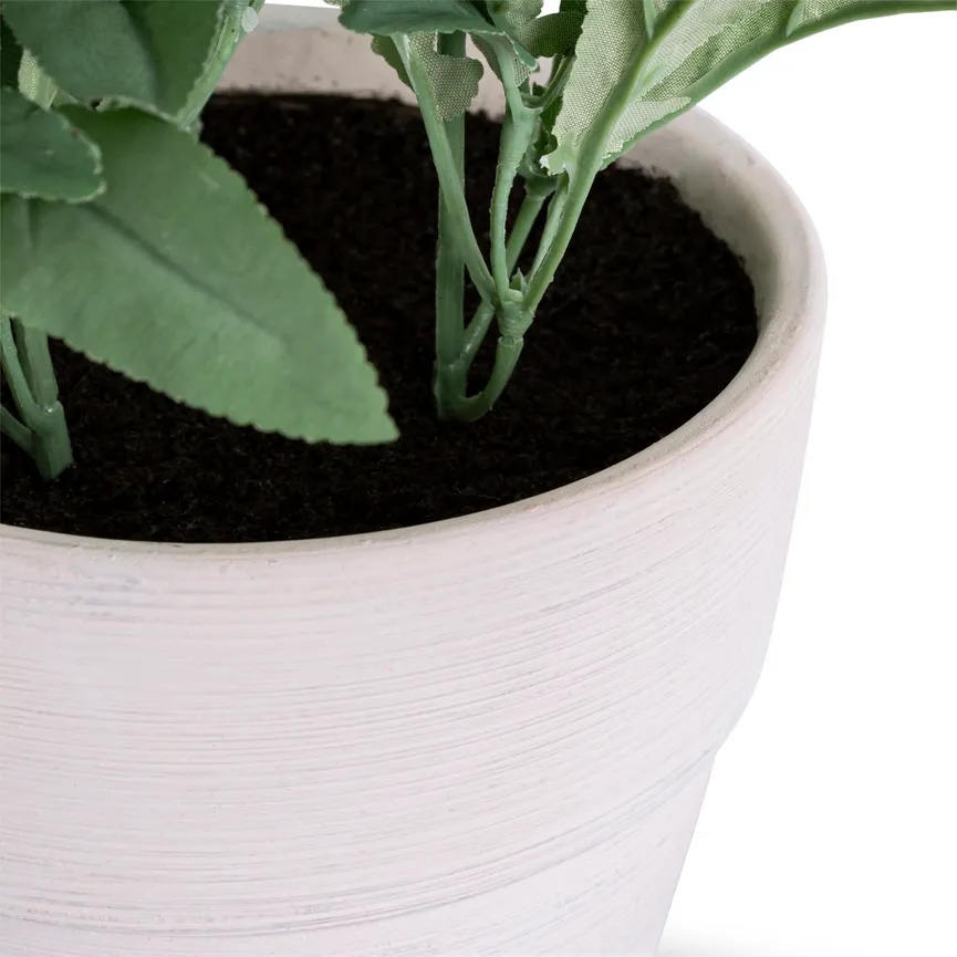 Lavendelbusch weiß detail