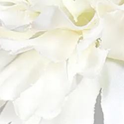 Creme material_farbe