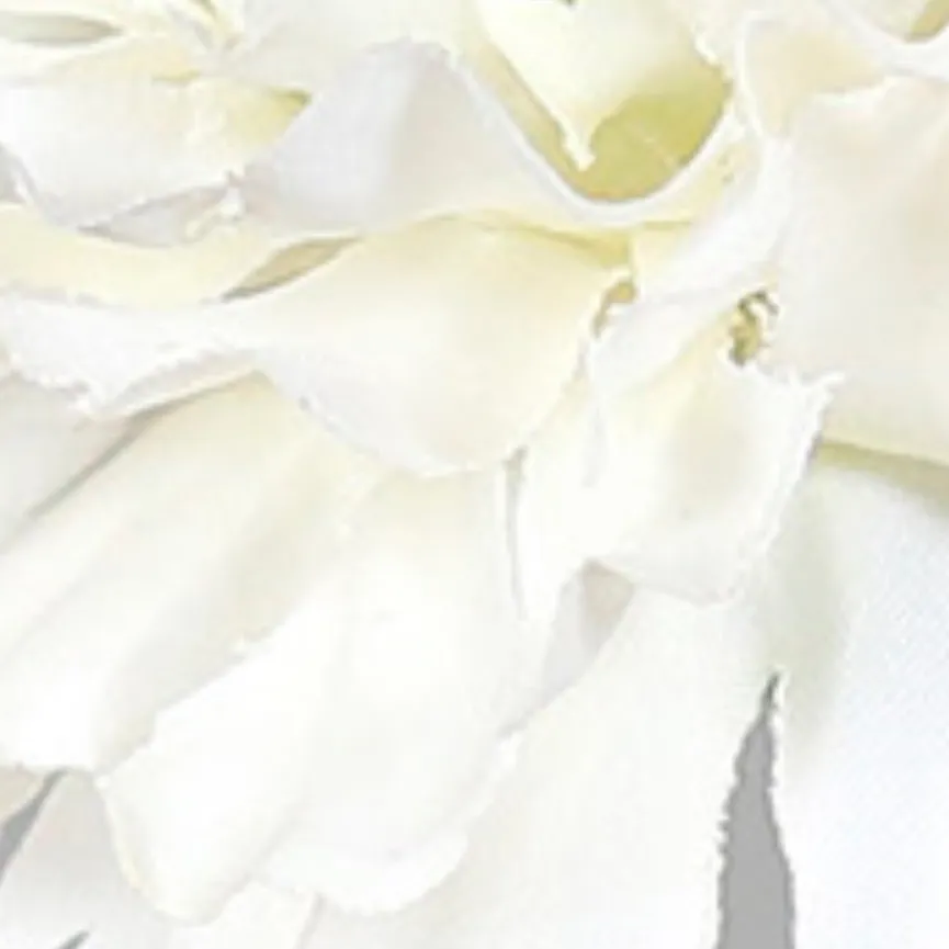 Ranunkel creme material_farbe