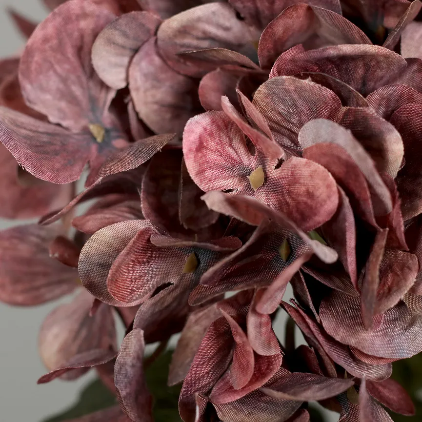 Hortensie dunkelpink detail