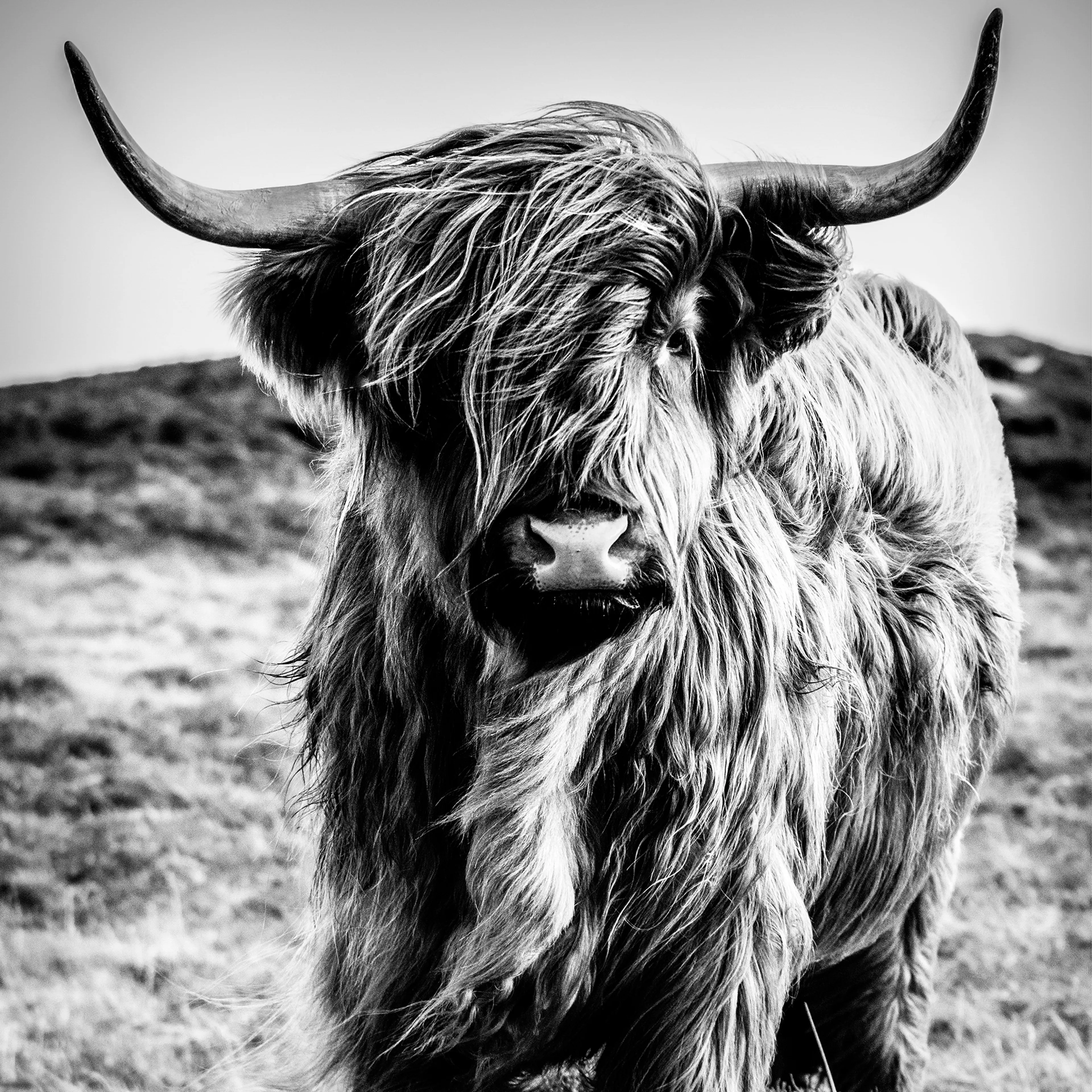Glasbild 50 x 50 cm Highland Cow I