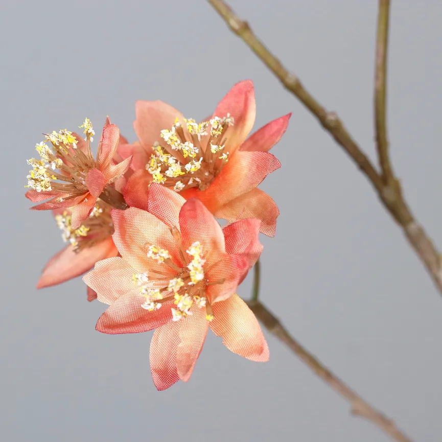 Astrantia apricot detail