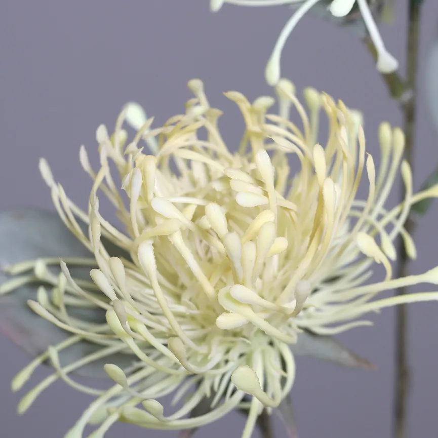 Protea creme detail