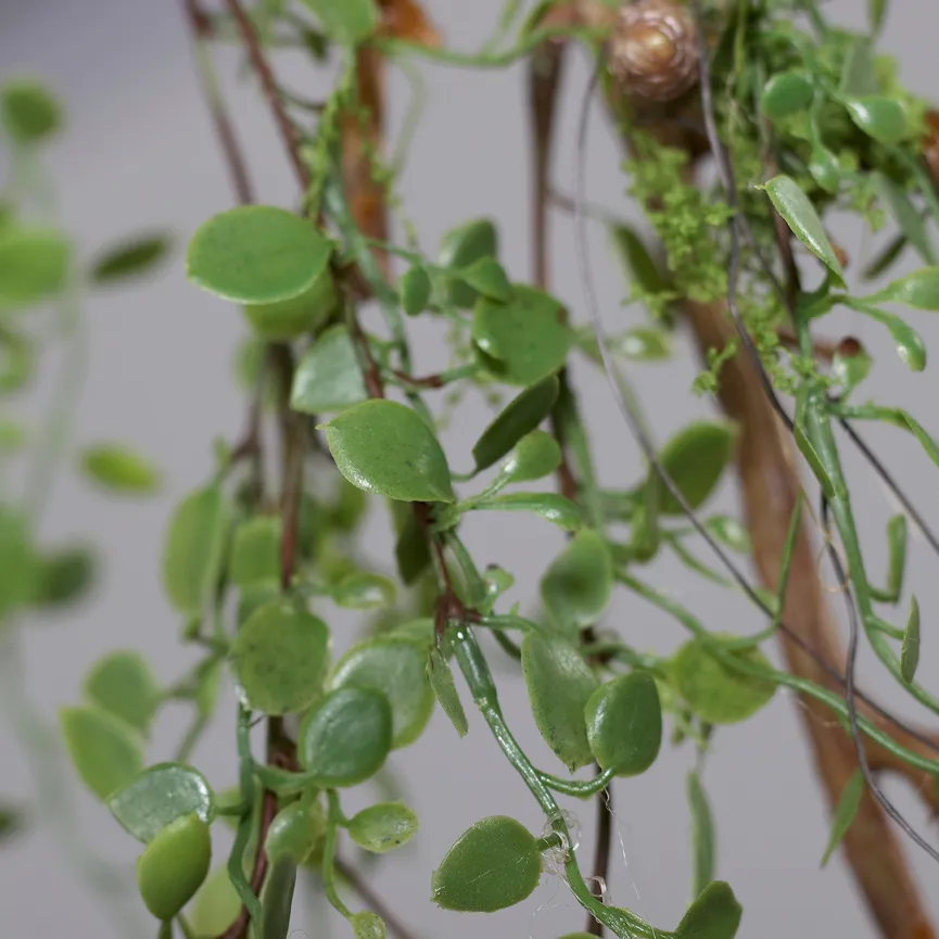 Mühlenbeckia-Hänger grün detail