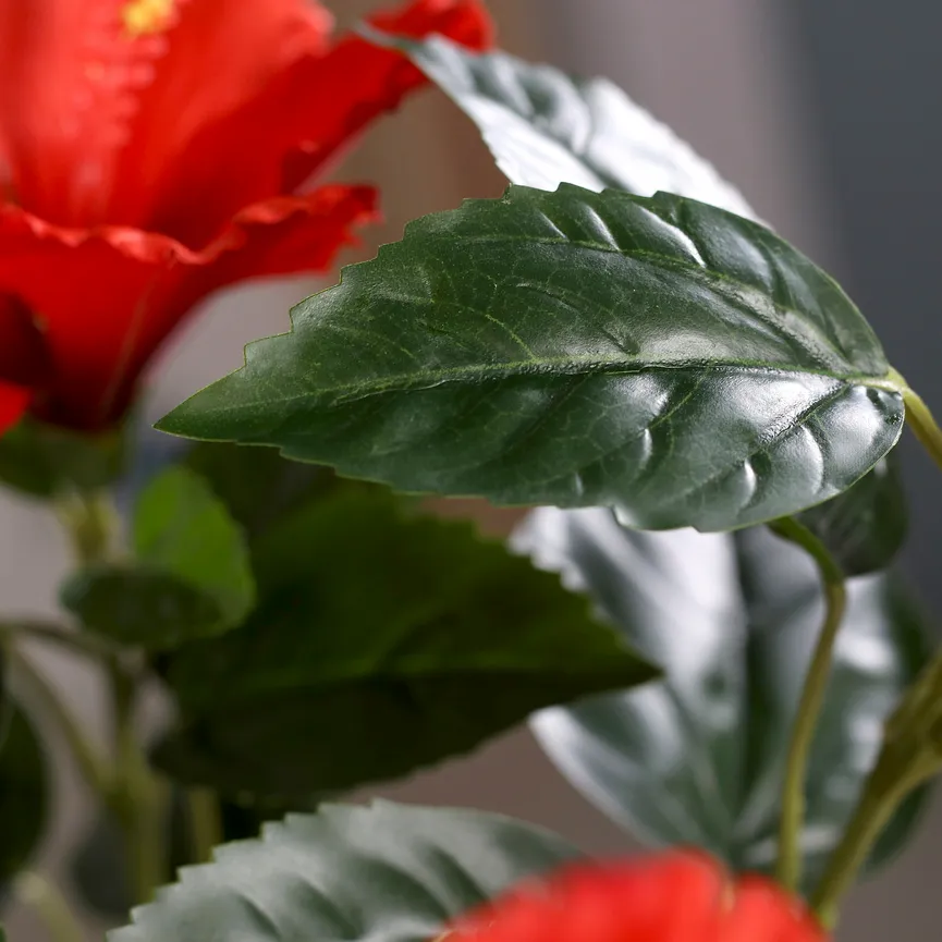 Hibiskus rot detail