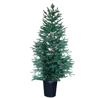 Weihnachtsbaum