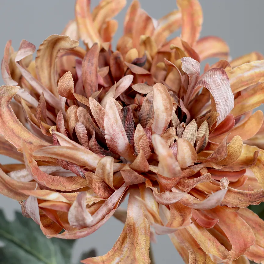 Chrysantheme honig detail