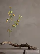 milieu
