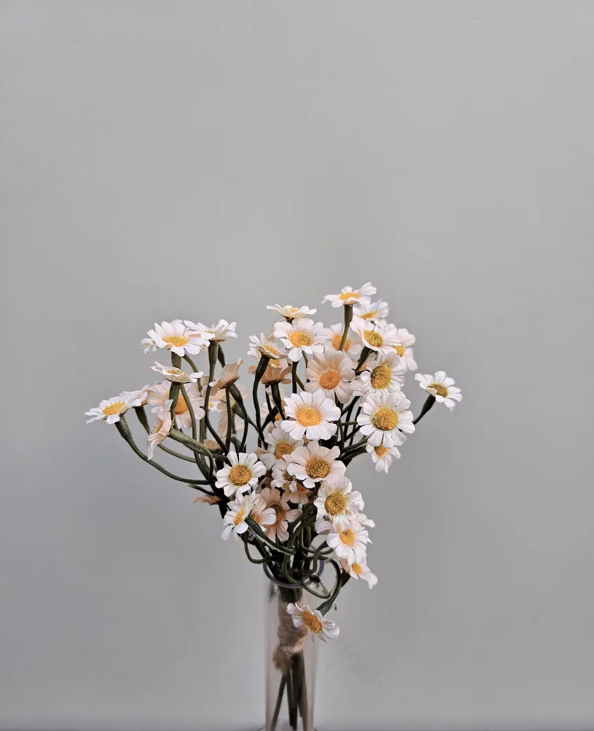 Mini-Chrysanthemenbund milieu