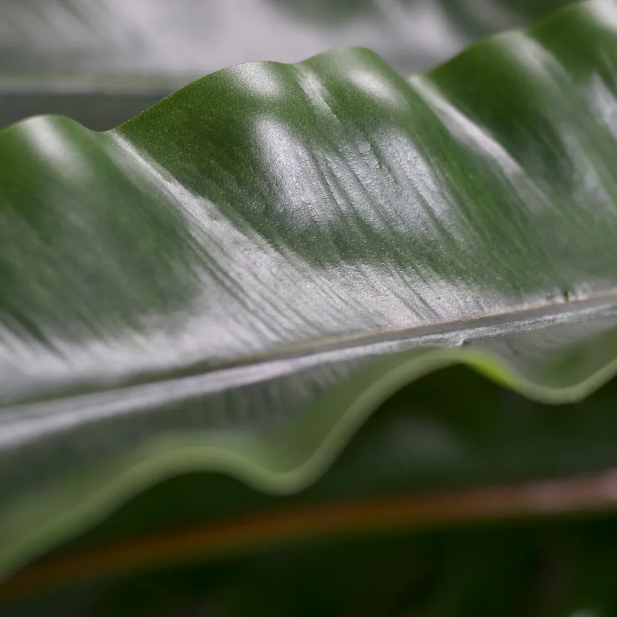 Nestfarn grün detail