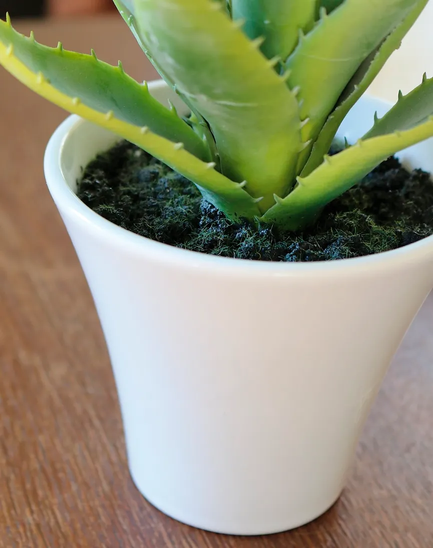 Aloe grün detail
