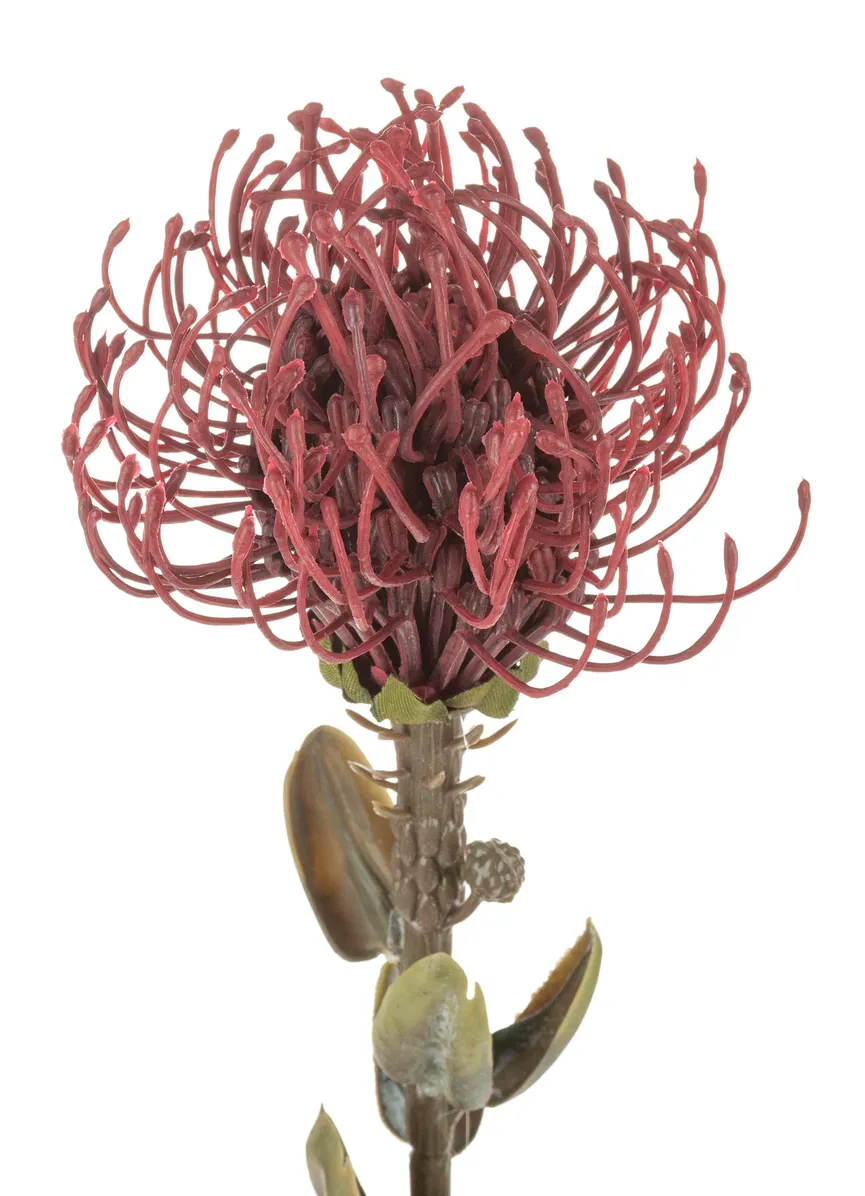 Protea "Vintage" burgunderrot detail