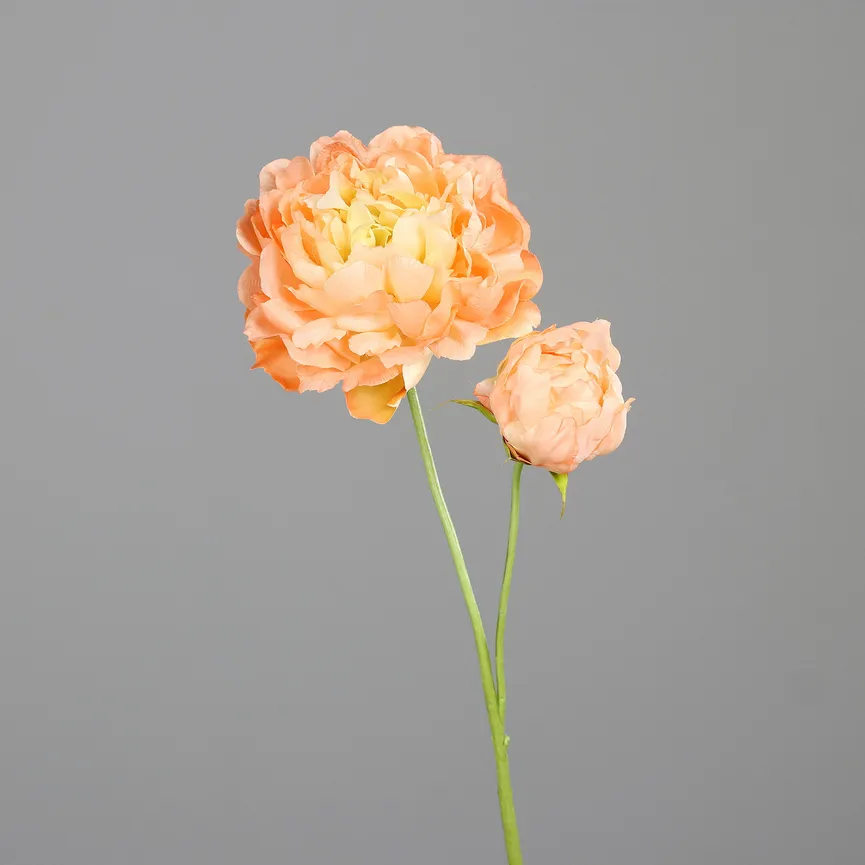 Päonie apricot hauptaufnahme