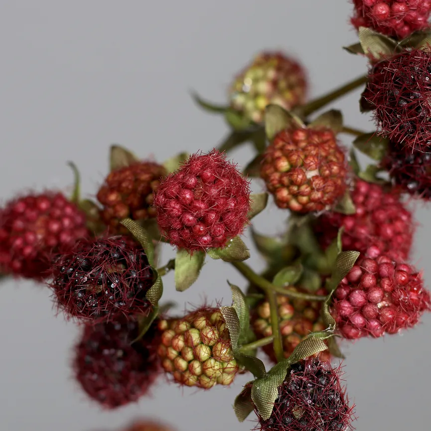 Brombeerzweig brombeer detail